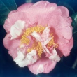 Sun-Up Variegated